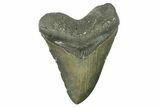 Serrated, Fossil Megalodon Tooth - North Carolina #382606-1
